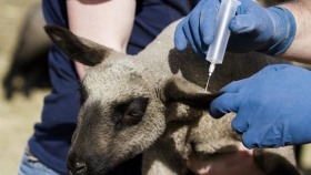 Учёные нашли уникальный вариант блютанга овец в Нидерландах